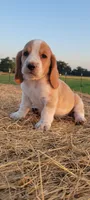 Roxy, a female Basset Hound for sale in Sulphur Springs, TX – 6 of 10
