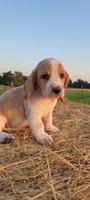 Roxy, a female Basset Hound for sale in Sulphur Springs, TX – 4 of 10