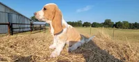 Charlie, a male Basset Hound for sale in Sulphur Springs, TX – 8 of 10