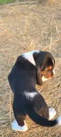 David, a male Basset Hound for sale in Sulphur Springs, TX – 7 of 8