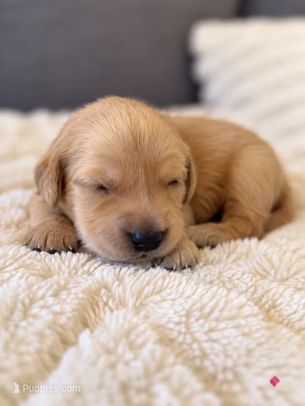 "Winnie" – Golden Retriever puppy for sale in Hernando, MS