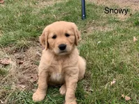 Registered pure bred, Golden Retriever , a  Golden Retriever for sale in Hernando, MS – 8 of 10