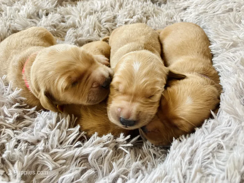 Registered pure bred, Golden Retriever  – Golden Retriever puppy for sale in Hernando, MS
