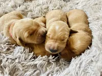 Registered pure bred, Golden Retriever , a  Golden Retriever for sale in Hernando, MS – 1 of 10