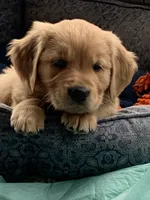 Registered pure bred, Golden Retriever , a  Golden Retriever for sale in Hernando, MS – 7 of 10