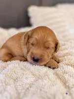 "Nala", a female Golden Retriever for sale in Hernando, MS – 1 of 3
