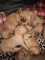 Registered pure bred, Golden Retriever , a  Golden Retriever for sale in Hernando, MS – 4 of 10