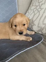 Registered pure bred, Golden Retriever , a  Golden Retriever for sale in Hernando, MS – 6 of 10