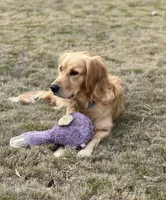 Registered pure bred, Golden Retriever , a  Golden Retriever for sale in Hernando, MS – 2 of 10