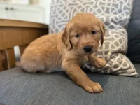 Registered pure bred, Golden Retriever , a  Golden Retriever for sale in Hernando, MS – 5 of 10