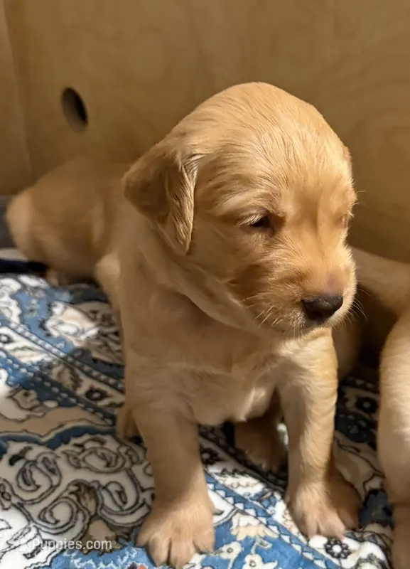 "Nala" – Golden Retriever puppy for sale in Hernando, MS