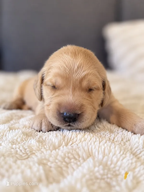 "Sunny" – Golden Retriever puppy for sale in Hernando, MS