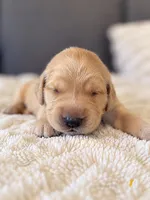 "Sunny", a female Golden Retriever for sale in Hernando, MS – 1 of 3
