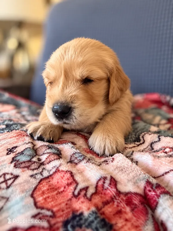 "Winnie" – Golden Retriever puppy for sale in Hernando, MS
