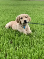 Registered pure bred, Golden Retriever , a  Golden Retriever for sale in Hernando, MS – 10 of 10