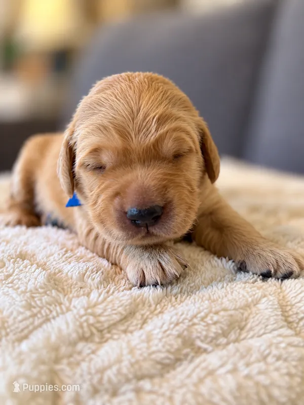 "Mr Winston" – Golden Retriever puppy on hold in Hernando, MS