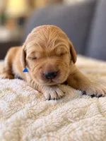 "Mr Winston", a male Golden Retriever for sale in Hernando, MS – 1 of 3