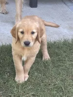 Registered pure bred, Golden Retriever , a  Golden Retriever for sale in Hernando, MS – 9 of 10