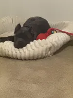 Shadow, a male Cane Corso for sale in Fort Riley, KS – Photo 4 of 7