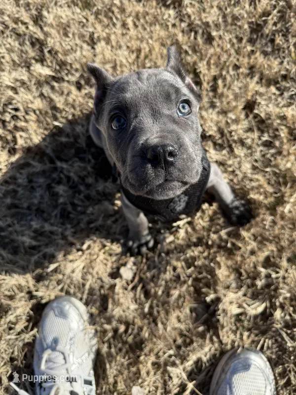 Shadow – Cane Corso puppy for sale in Fort Riley, KS