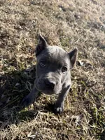 Shadow, a male Cane Corso for sale in Fort Riley, KS – Photo 5 of 7