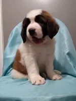 Saint male, a male Saint Bernard for sale in Batavia, OH – Photo 1 of 5