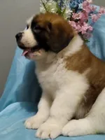 Saint male, a male Saint Bernard for sale in Batavia, OH – Photo 4 of 5