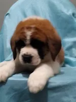 Saint male, a male Saint Bernard for sale in Batavia, OH – Photo 2 of 5