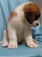 Saint male, a male Saint Bernard for sale in Batavia, OH – Photo 3 of 5