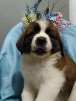 Saint male, a male Saint Bernard for sale in Batavia, OH – Photo 5 of 5