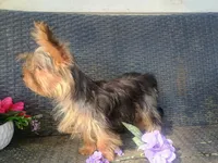T+cup parti color, a male Yorkshire Terrier for sale in Mount Orab, OH – 6 of 10