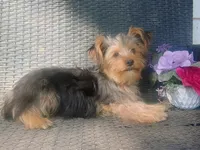 Parti yorkie, a male Yorkshire Terrier for sale in Mount Orab, OH – 4 of 10