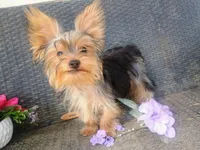 T+cup parti color, a male Yorkshire Terrier for sale in Mount Orab, OH – 9 of 10