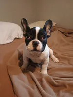 Akc Checkers, a male French Bulldog for sale in Sardinia, OH – 4 of 10