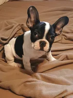 Akc Checkers, a male French Bulldog for sale in Sardinia, OH – 1 of 10