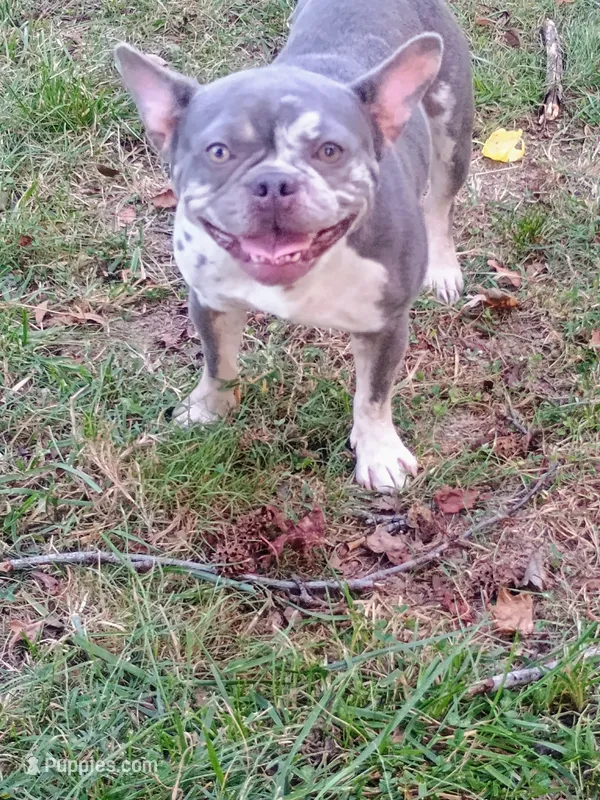 Akc princess Pepper – French Bulldog puppy for sale in Mount Orab, OH