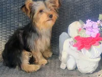 Parti yorkie, a male Yorkshire Terrier for sale in Mount Orab, OH – 5 of 10