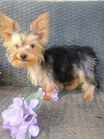 T+cup parti color, a male Yorkshire Terrier for sale in Mount Orab, OH – 5 of 10