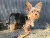 T+cup parti color, a male Yorkshire Terrier for sale in Mount Orab, OH – 3 of 10