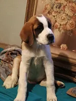Delta , a female Saint Bernard for sale in Williamsburg, OH – 4 of 4