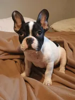 Akc Checkers, a male French Bulldog for sale in Sardinia, OH – 7 of 10