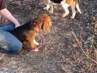 Brownie , a male Beagle for sale in Batavia, OH – Photo 3 of 6