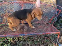 Brownie , a male Beagle for sale in Batavia, OH – Photo 5 of 6