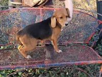 Brownie , a male Beagle for sale in Batavia, OH – Photo 6 of 6