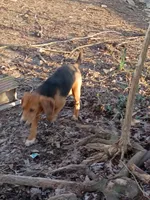 Brownie , a male Beagle for sale in Batavia, OH – Photo 4 of 6