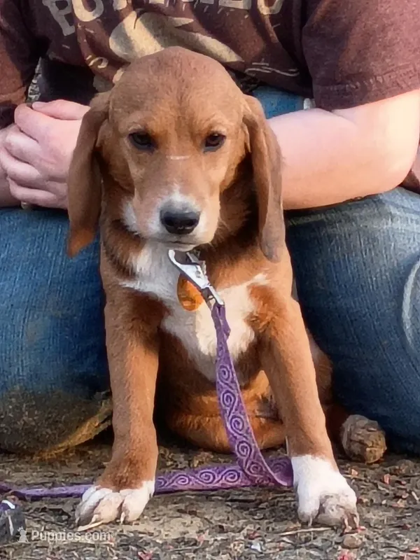 Brownie  – Beagle puppy for sale in Batavia, OH
