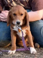 Brownie , a male Beagle for sale in Batavia, OH – Photo 1 of 6
