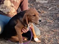 Brownie , a male Beagle for sale in Batavia, OH – Photo 2 of 6