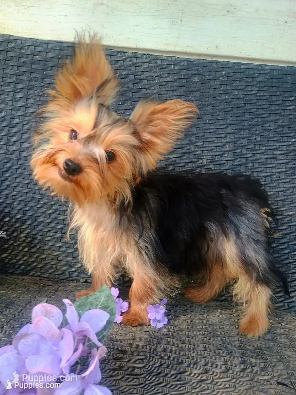 T+cup parti color – Yorkshire Terrier puppy for sale in Mount Orab, OH