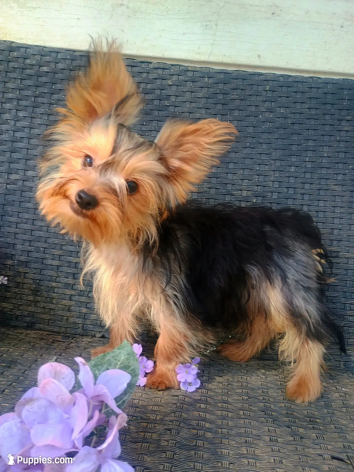 T+cup parti color, a male Yorkshire Terrier for sale in Mount Orab, OH – 1 of 10